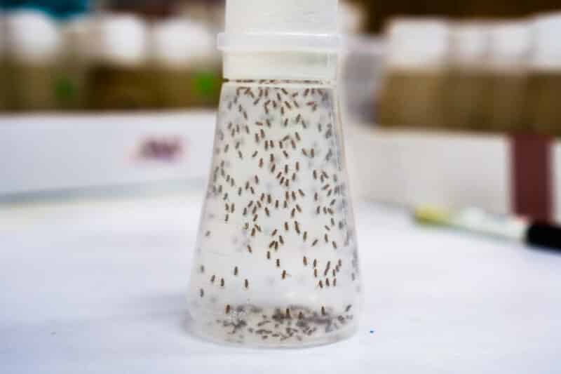 a container full of fruit flies from a dirty kitchen drain needing cleaning services