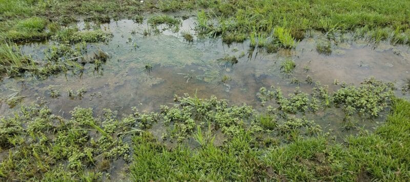 Flooded lawn with patches of water and grass, indicating drainage or water leakage issues
